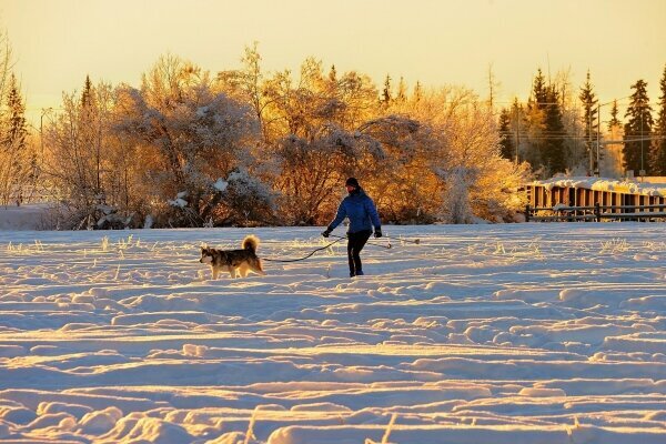 Skijoring in der Sonne