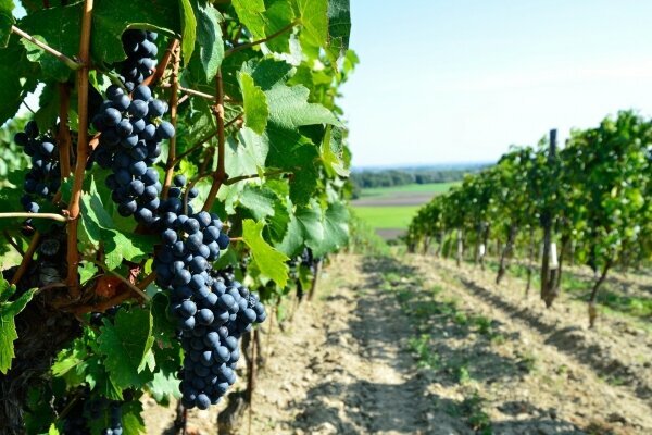 Wein Im Burgenland