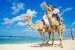Bräutigam und die Braut auf Kamele am Strand