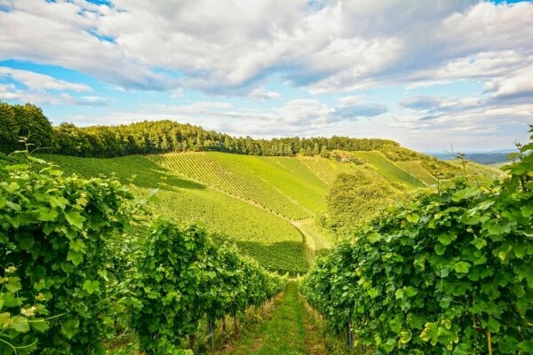 Weinberge im Herbst