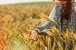 junge Frau hält ihre Hand in ein Getreidefeld
