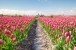 Feld mit roten Tulpen und Fahrrad