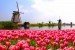 Tulpen mit Windmühle und Kanal