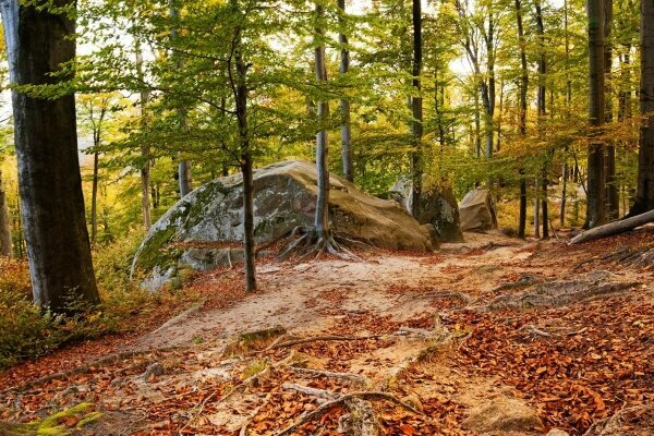 Herbstlicher Wald