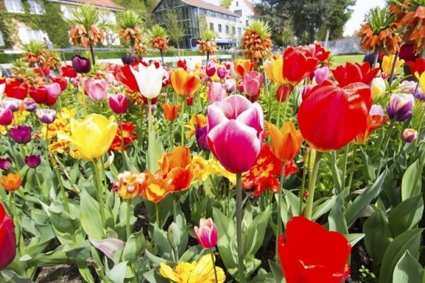 Blumen