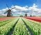 bunte Tulpen auf einem Feld mit Windmühle