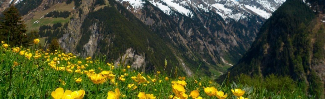Blüte Wiese in den Alpen, Österreich Stockfoto, Quelle: byPaul