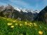 Blüte Wiese in den Alpen, Österreich Stockfoto