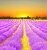 Sonnenaufgang in einem Lavendelfeld