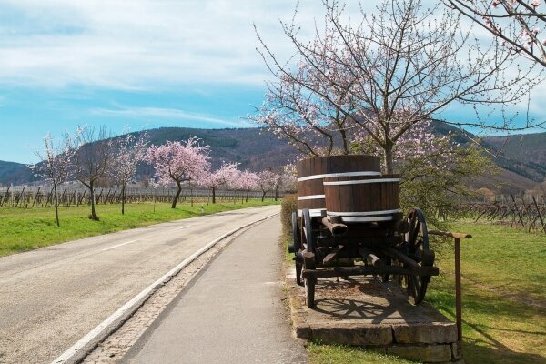 Mandelblüte in der südlichen Pfalz, Rheinland-Pfalz