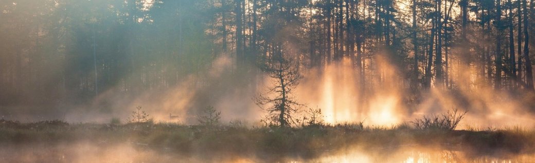 Wald bei Sonnenaufgang, Quelle: TT/istockphoto