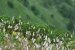 Gänseampfer (Persicaria bistorta)