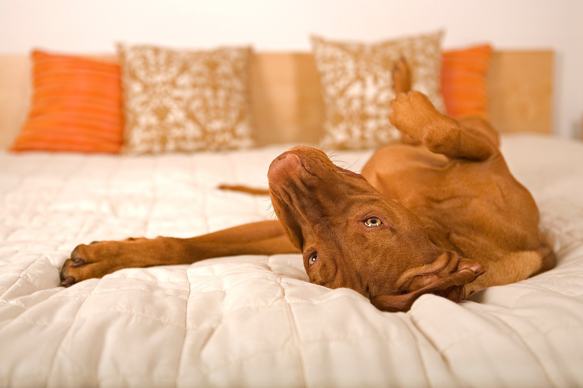 defile så meget overrasket Haustiere erlaubt - Hotel Angebote mit Hund | Verwoehnwochenende