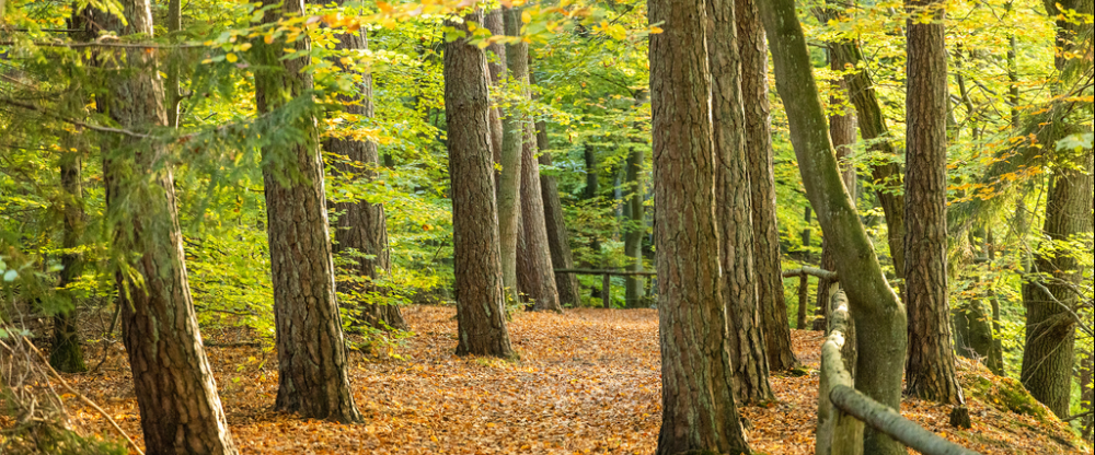 AKZENT Hotel Berlin - Umgebung