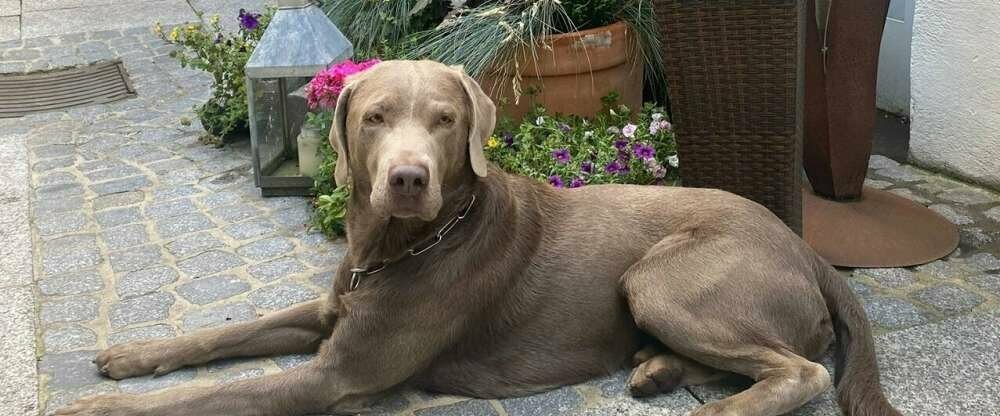 AKZENT Hotel Goldner Hirsch - Hotel-Außenansicht