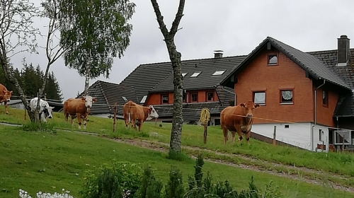 Hotel Kaltenbach - Terrasse/Außenbereich