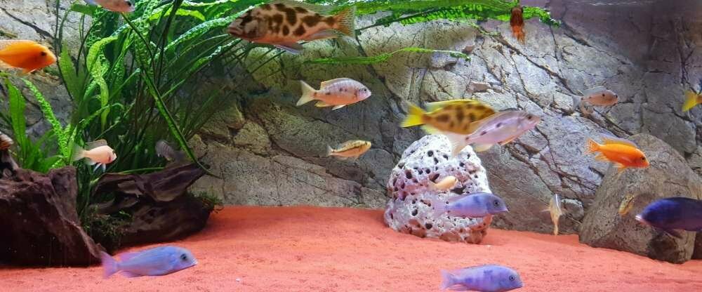 unser 1300 l Malawibecken im Rezeptionsbereich