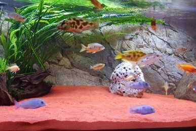 Aquarium Rezepetion, Quelle: Hotel Evabrunnen