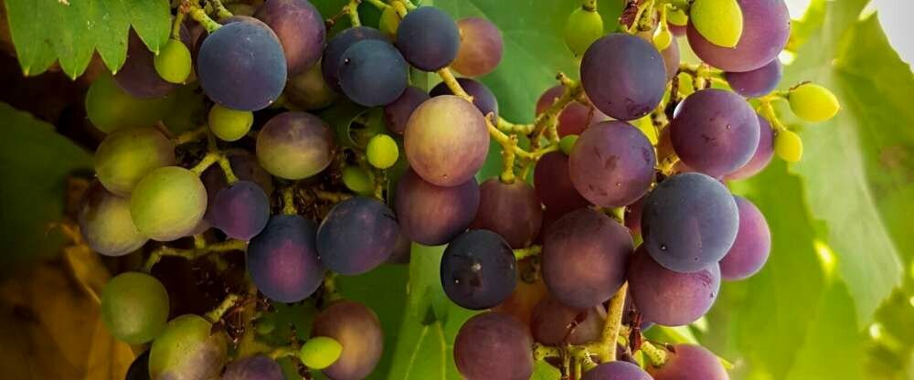 Astralis Hotel Domizil - Terrasse/Außenbereich