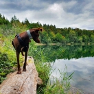 Waldsee in Walldorf