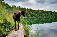 Waldsee in Walldorf