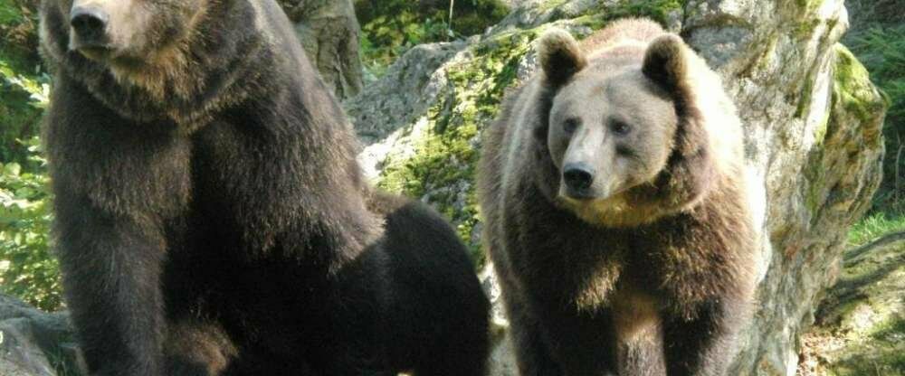 Bären im Tierfreigelände