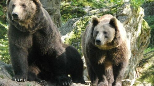 Bären im Tierfreigelände