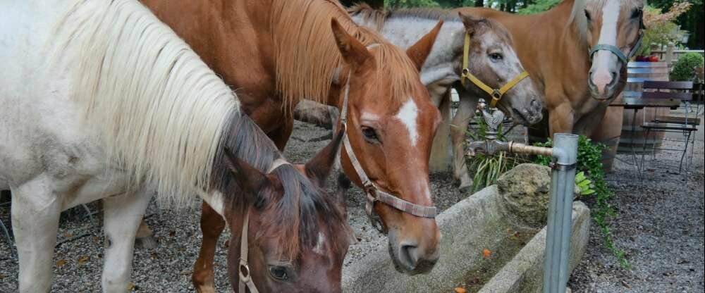 Bei uns ist immer was geboten: von Pferden bis zu Kamelen, Sie finden alles bei uns im Biergarten!