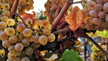 Weinberge