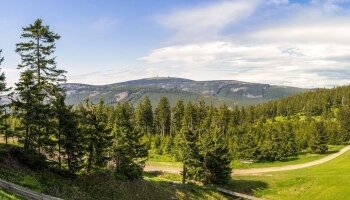 Bocken im Harz