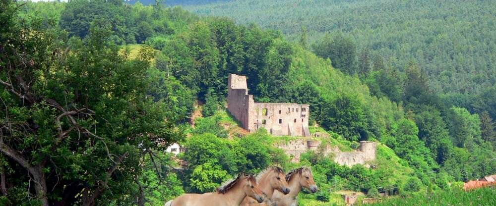 Burg Ruine Freienstein vor Ort