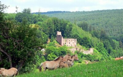 Burg Ruine Freienstein vor Ort
