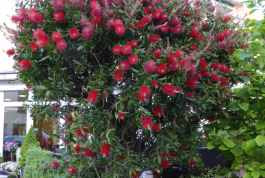 Callistemon, Quelle: Hotel Adlerbräu
