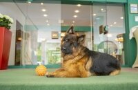 Cesta Grand Aktivhotel & Spa - Hunde sind bei uns herzlich willkommen