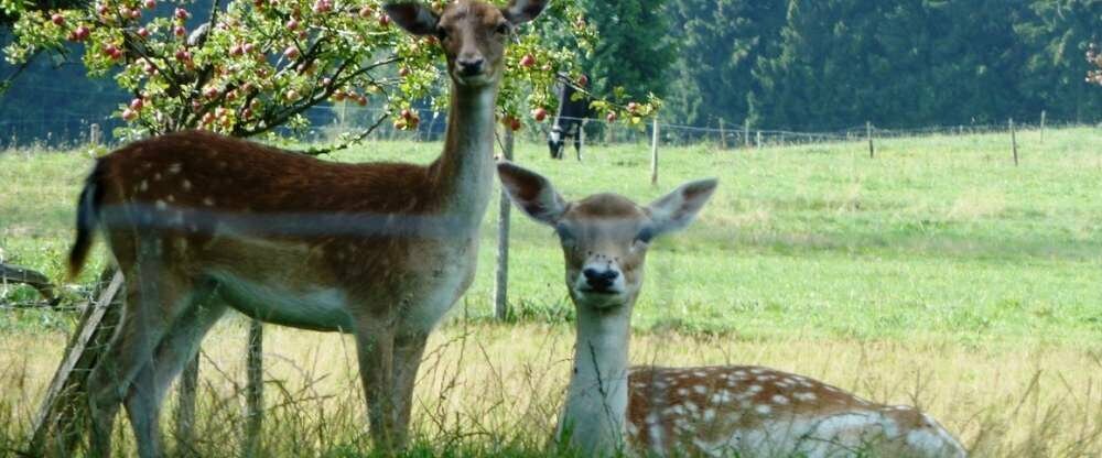 Dammwild in der Nachbarschaft