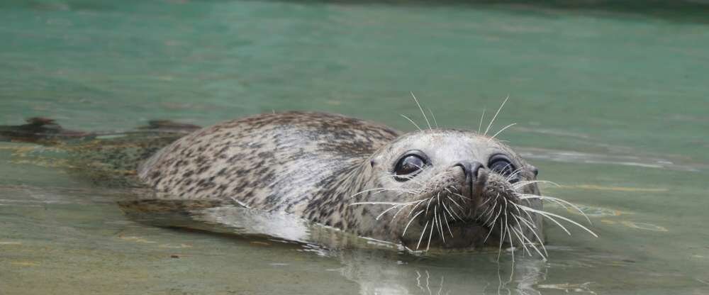 Das Hotel an der Stadthalle - Rostock Hbf - Hotel-Außenansicht