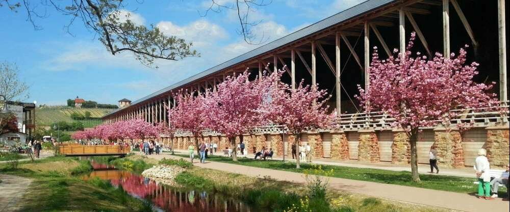 ... im Kurpark zur Mandelblütenzeit