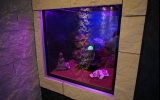 Dream Night Suite 1 - Aquarium