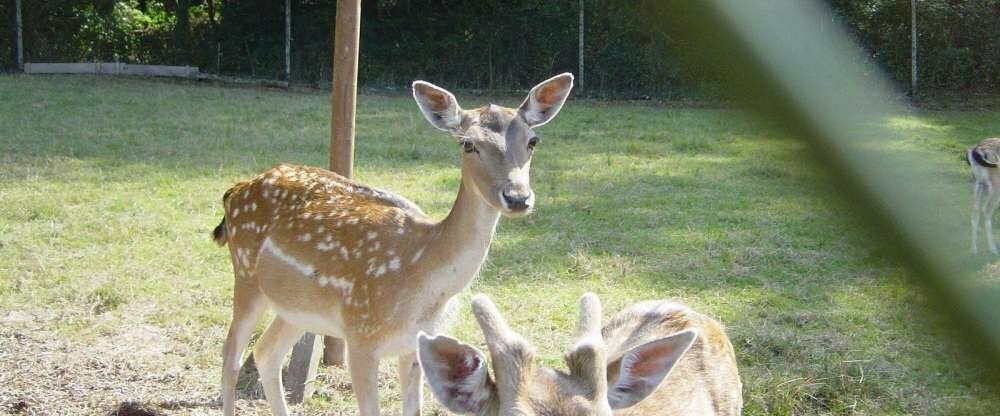 eigenes Damwildgehege