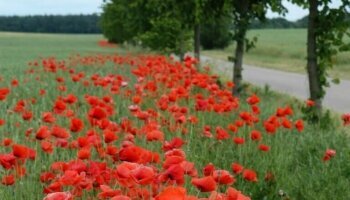 Flair Seehotel Zielow - Umgebung