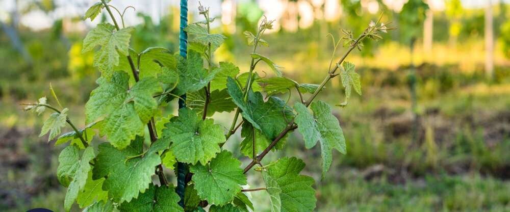 Grape Town Hotel - Umgebung