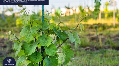 Grape Town Hotel - Umgebung