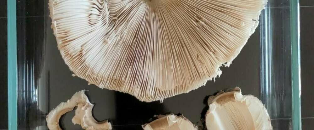 Holzwerk Oybin - Restaurant