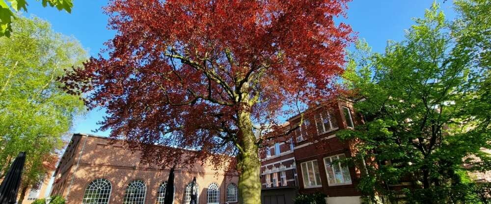 Hotel Alte Werft - Biergarten beim Restaurant Schnürboden