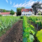 Hotel-Außenansicht vom Weinhang aus