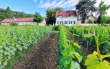 Hotel-Außenansicht vom Weinhang aus