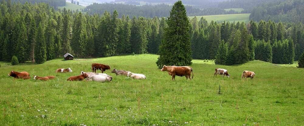 Hotel Breggers Schwanen 4**** - Umgebung