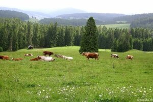 Hotel Breggers Schwanen 4**** - Umgebung