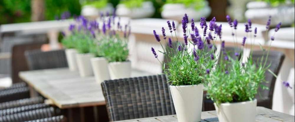 Hotel DER LINDENHOF - Terrasse/Außenbereich