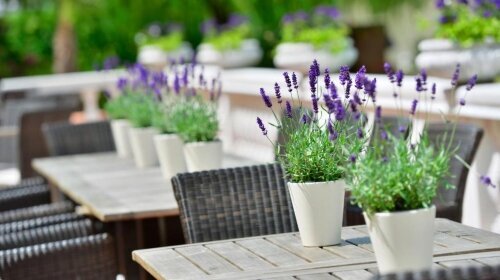 Hotel DER LINDENHOF - Terrasse/Außenbereich